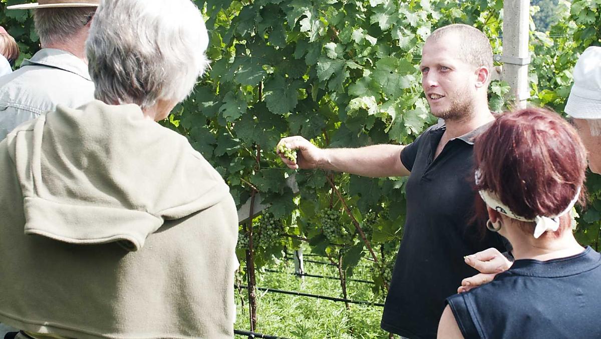Weinbergführung