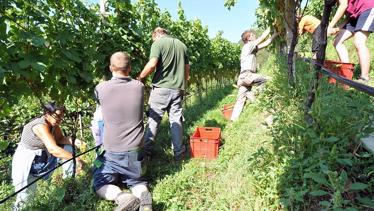 Weinernte