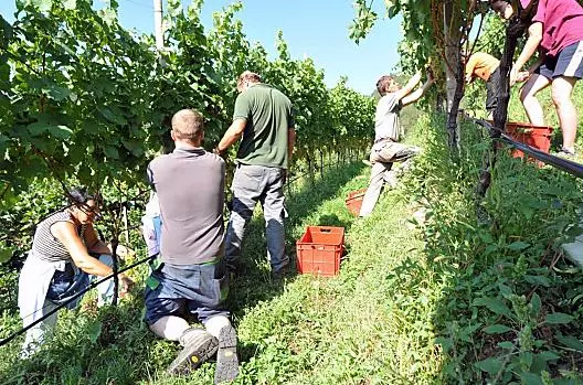 Weinernte