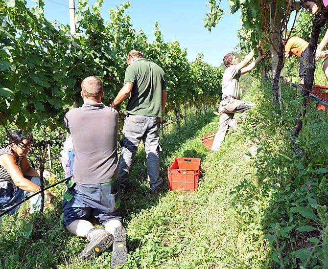 Weinernte
