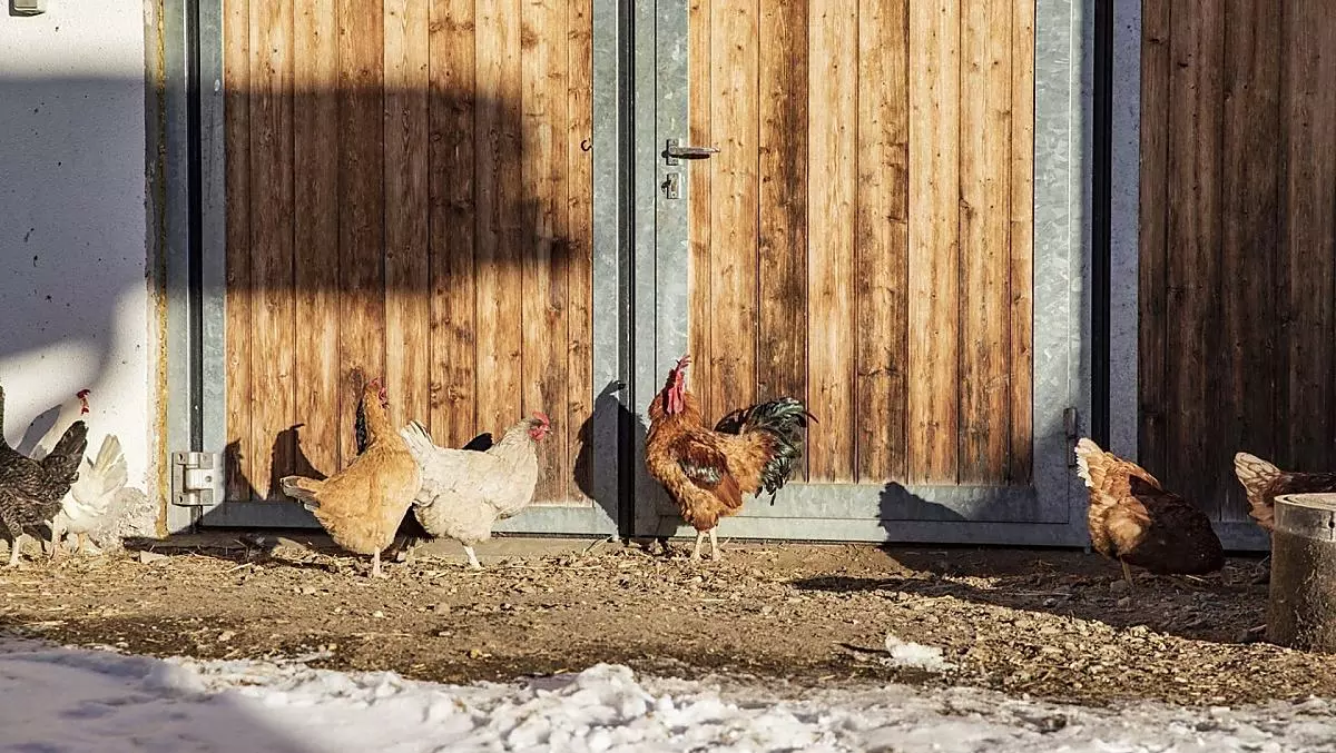The chickens provide us with fresh eggs