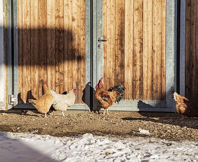 The chickens provide us with fresh eggs
