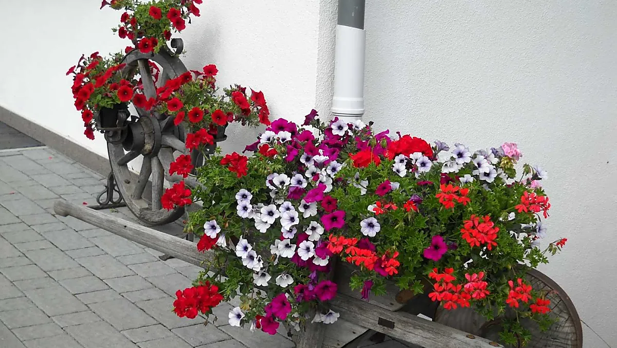 A bouquet of flowers in the old wheelbarrow