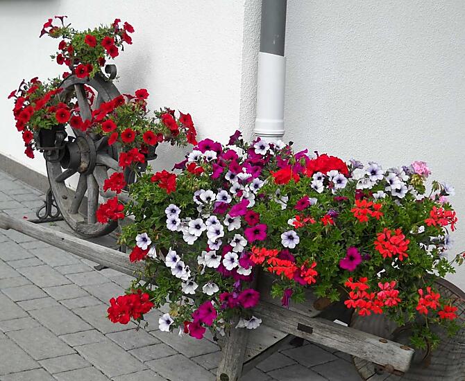 A bouquet of flowers in the old wheelbarrow