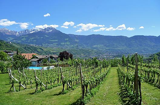 Our Pinot Noir vineyard, right in front of the house with a breathtaking view.