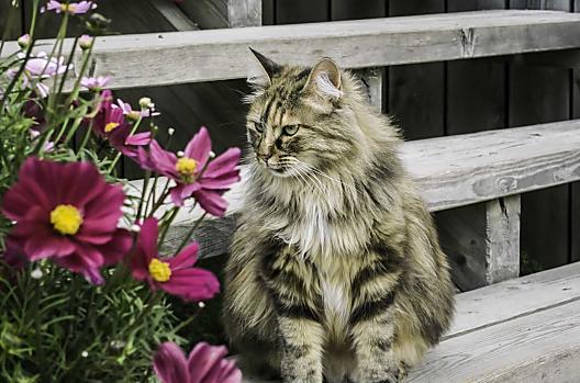 Katy unsere Hauskatze