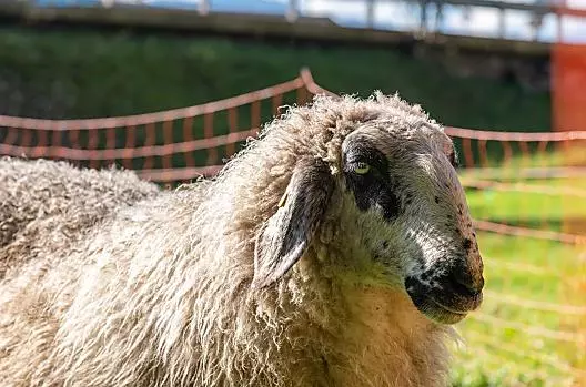 Our sheep are in the meadow all year round