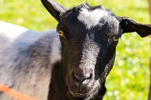 Our sheep is also in the pasture with the goat