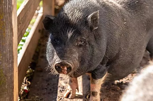The two pot-bellied pigs are enjoying themselves in the sun.