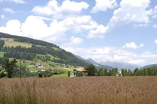 Dinkelfeld with panoramic view