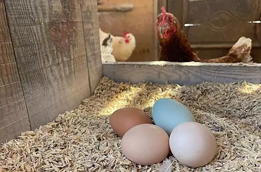 Fresh organic eggs on spelt husks
