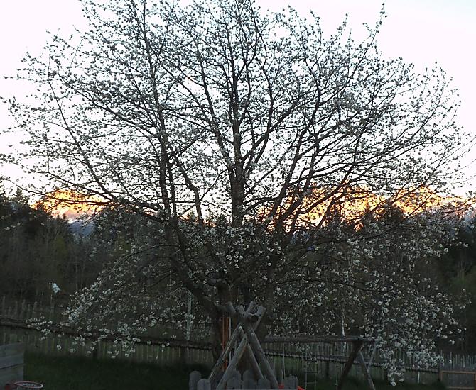 Steierhof - Photo gallery Photo