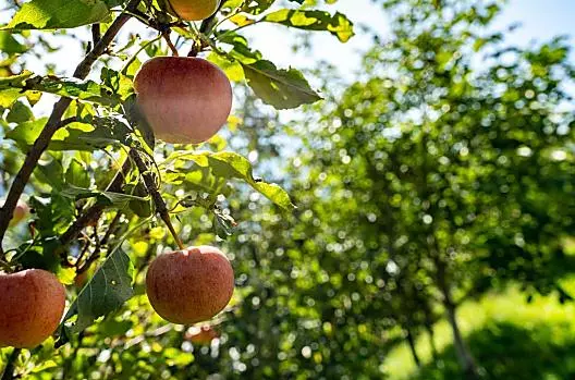 Unsere Äpfel