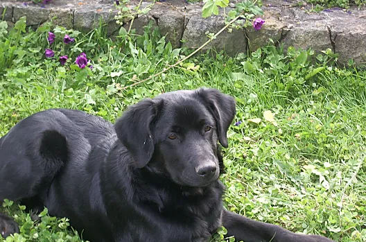 Unser Hofhund Rolfi