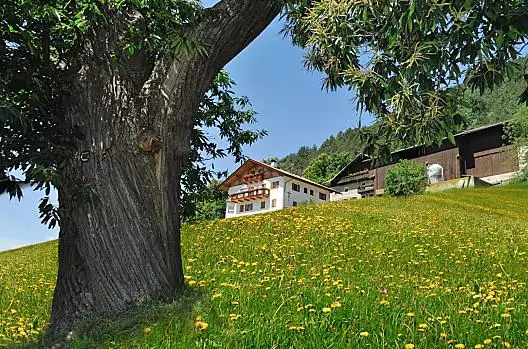 The Wöhrmannhof in the sea of dandelions