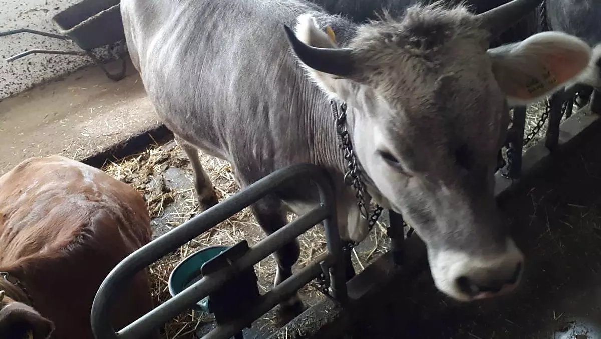 Our cows in the barn