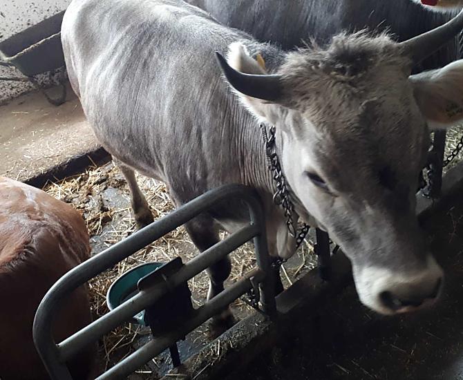 Our cows in the barn