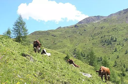 Unsere Tiere auf der Oberbergalm