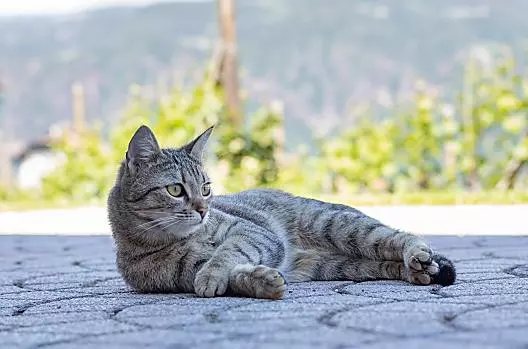 Katze Lilly