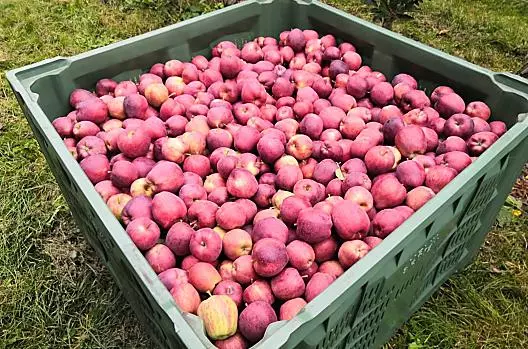 Äpfel klauben