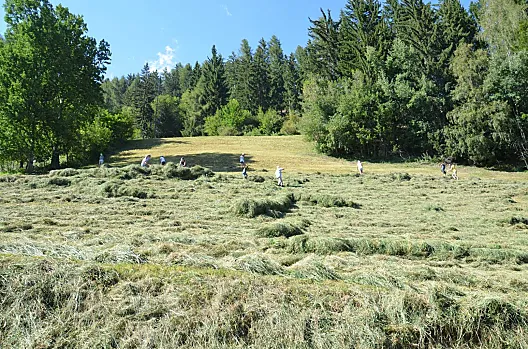 Hay harvest
