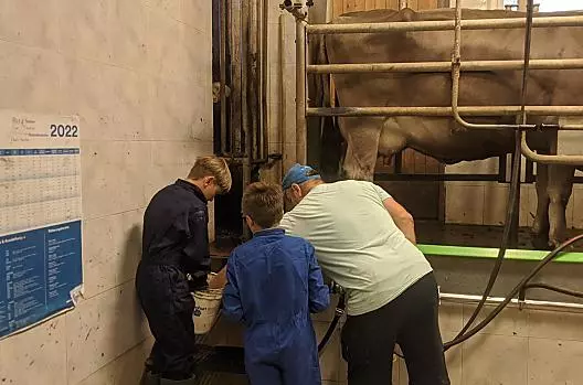 Mithilfe beim Melken.
