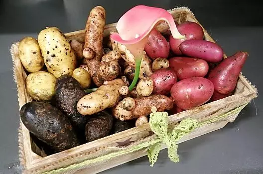 Potato harvest