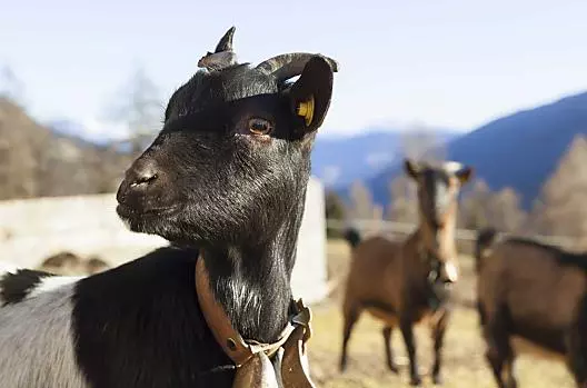 Unsere Zwergziege Heidi