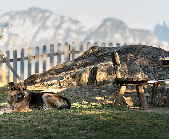 Unser treuer Schäferhund Rex