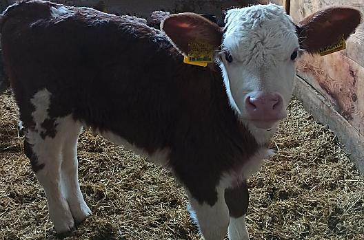 Calf