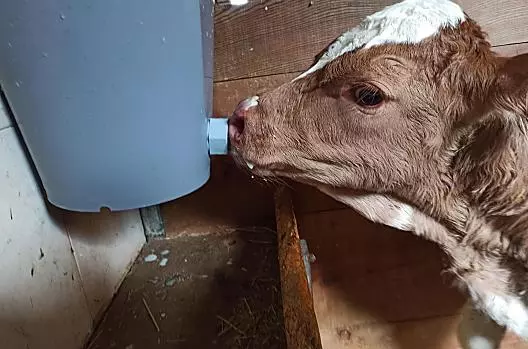 Feeding