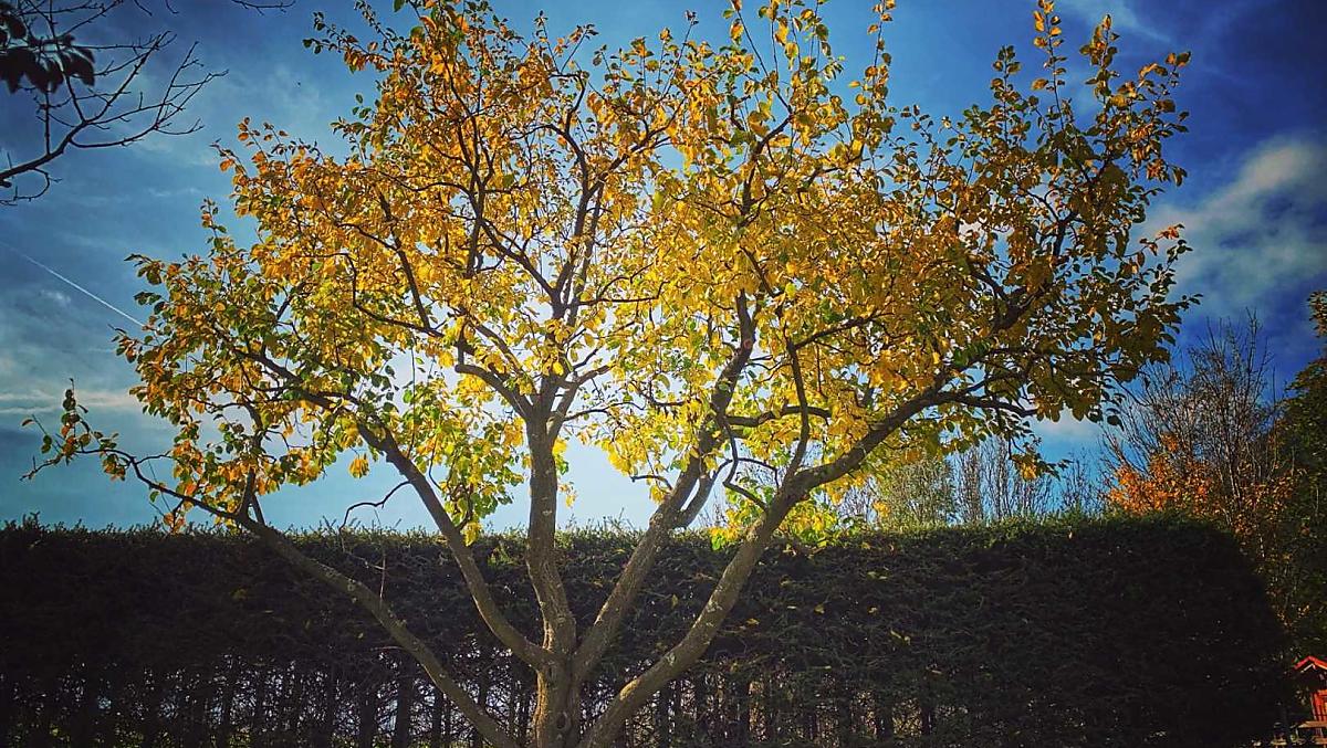 Plum tree in autumn