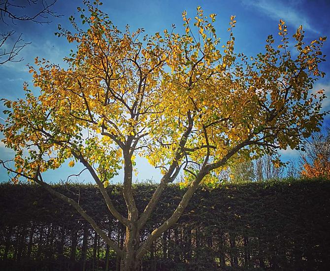 Plum tree in autumn