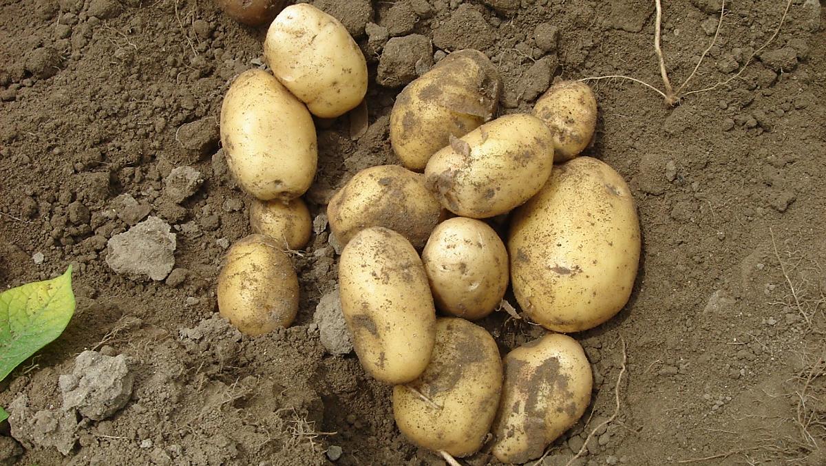 Potatoes
