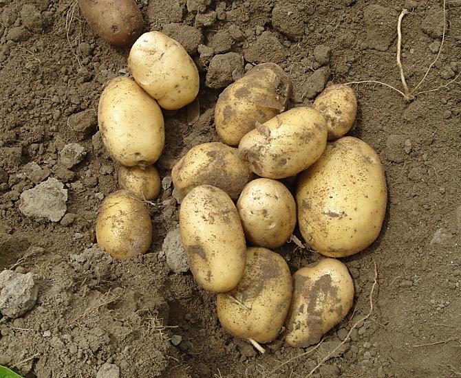 Potatoes