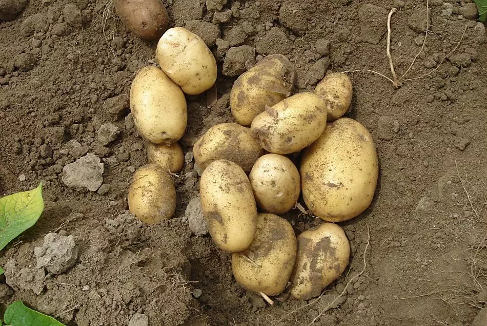 Potatoes