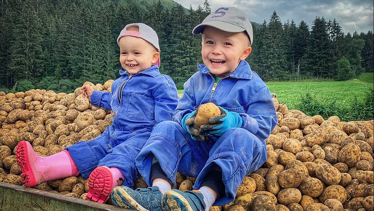 Vicky and Alex are busy helping with the potato harvest.