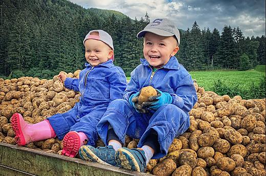 Vicky and Alex are busy helping with the potato harvest.
