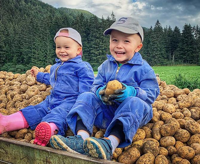 Vicky and Alex are busy helping with the potato harvest.
