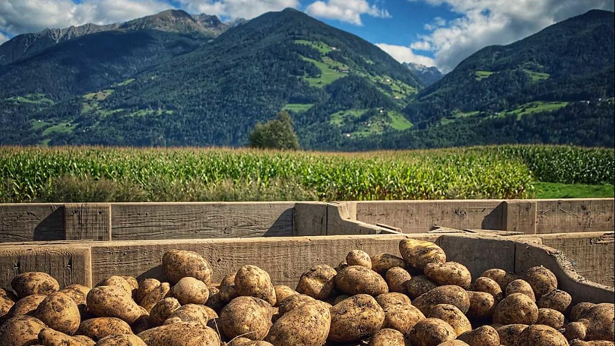 Potato harvest