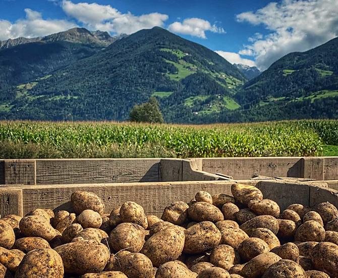 Potato harvest