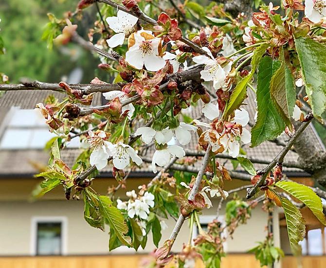 Cherry blossom