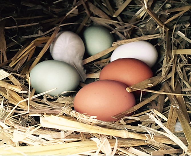 Hen's eggs