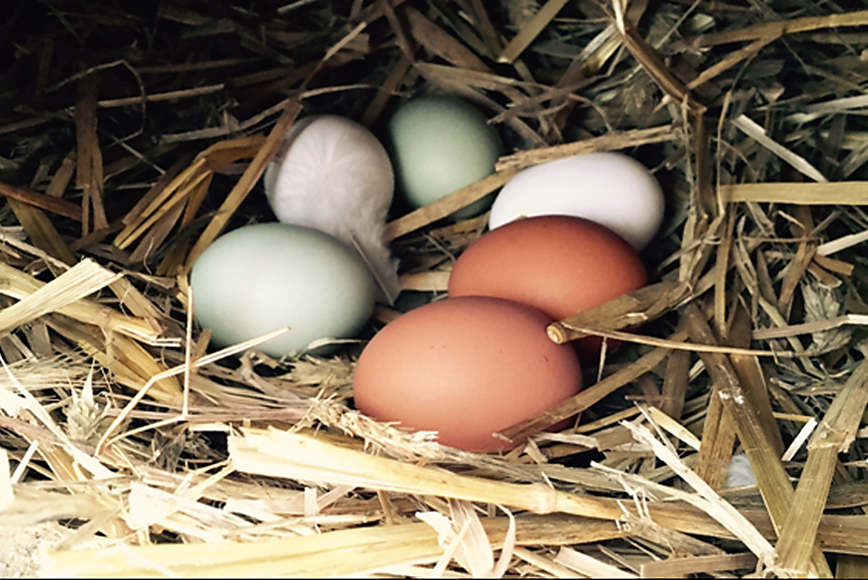 Hen's eggs