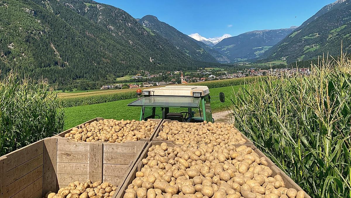 Potato harvest in autumn