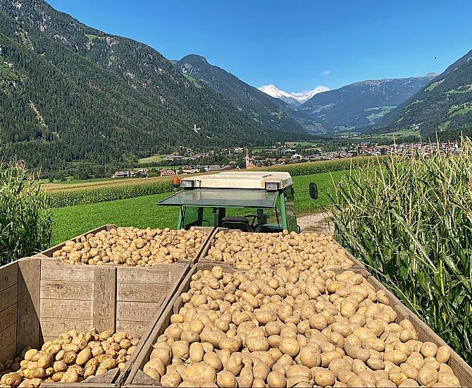 Potato harvest in autumn