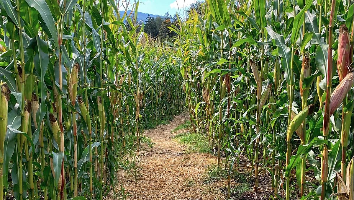 Corn field in spring