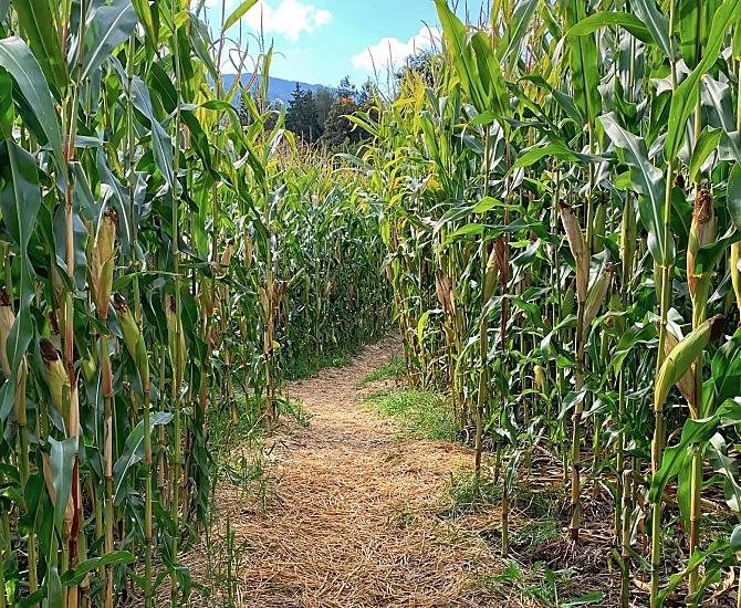 Corn field in spring
