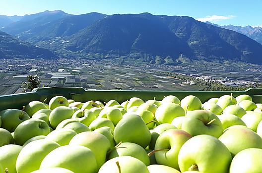 Apple harvest