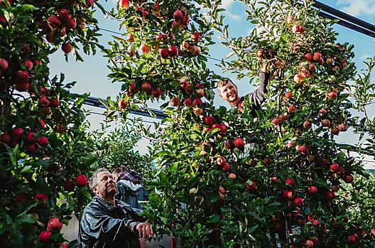 Apple harvest